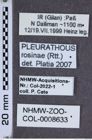 Etiketten zu Pleurathous rosinae (NHMW-ZOO-COL-0008633)